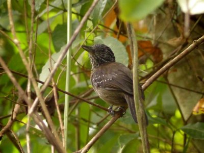 Black-hooded Antshrike