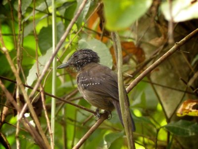 Black-hooded Antshrike