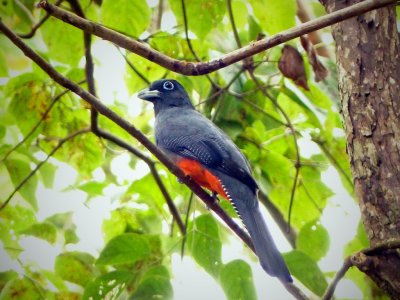 Baird's Trogon