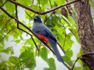 Baird's Trogon