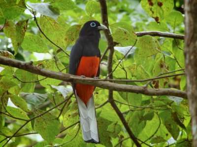 Baird's Trogon