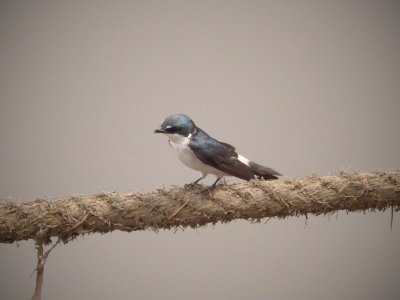 Mangrove Swallow
