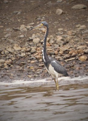 Tricolored Heron