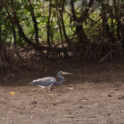 Tricolored Heron