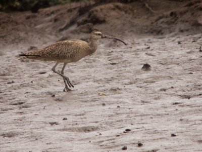 Whimbrel