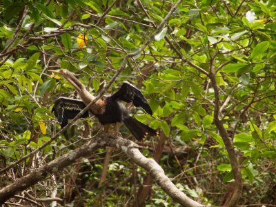 Anhinga