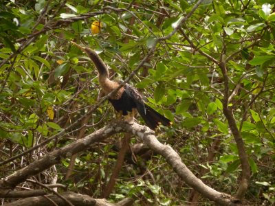 Anhinga
