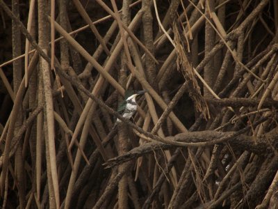 Green Kingfisher