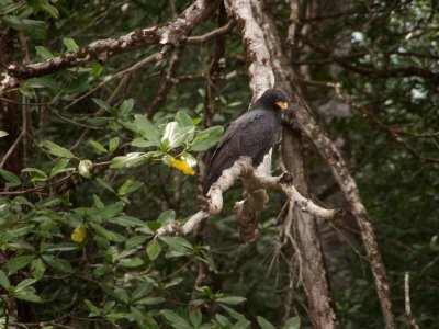 Mangrove Black Hawk