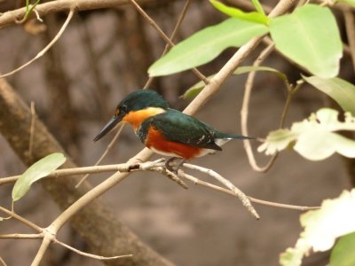 American Pygmy Kingfisher