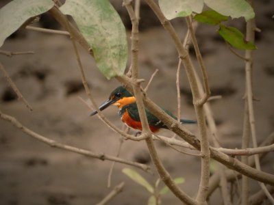 American Pygmy Kingfisher