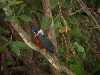 Ringed Kingfisher