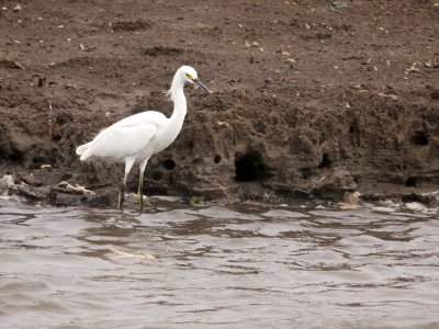 Snowy Egret