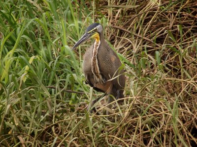 Bare-throated Tiger Heron