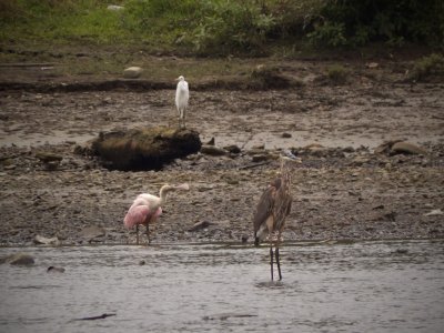 Roseate Spoonbill, Snowy Egret and Tricolored Heron