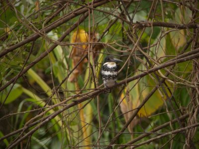 Green Kingfisher