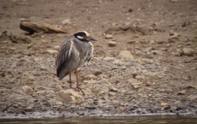 Yellow-crowned Night-Heron