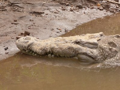 American Crocodile