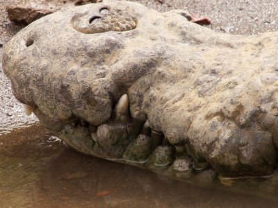 Crocodile Jaws