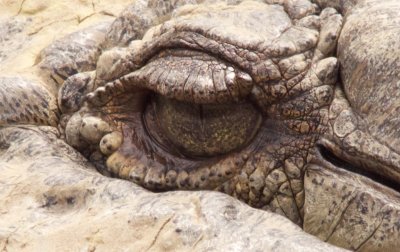Crocodile Eye