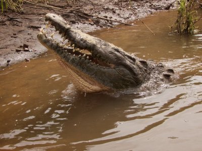 American Crocodile
