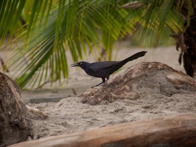 Great-tailed Grackle