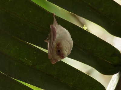 White Pigmy Bat
