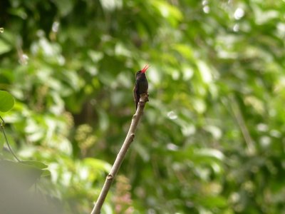 Broad-billed Hummingbird