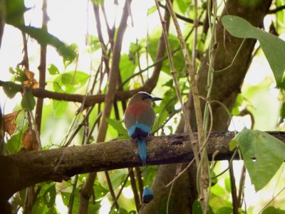 Turquoise-browed motmot