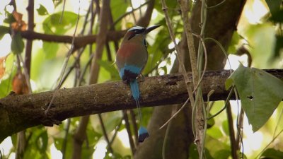 Turquoise-browed motmot