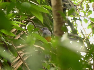Slaty-tailed Trogon