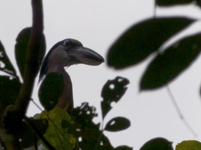 Boat-billed Heron