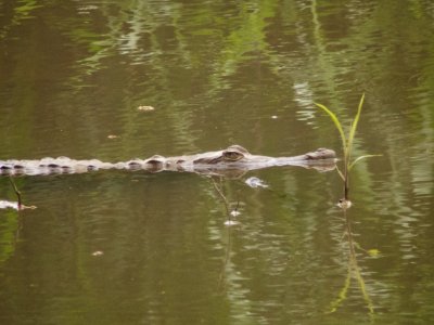 American Crocodile