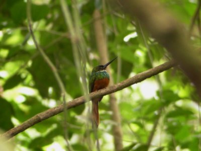 Rufous-tailed Jacamar