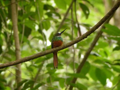 Rufous-tailed Jacamar