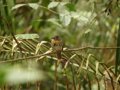 White-whiskered Puffbird