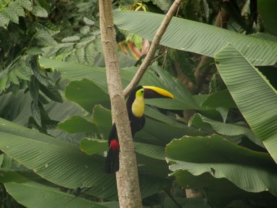 Chestnut-mandibled Toucan