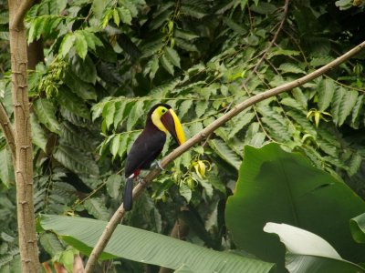 Chestnut-mandibled Toucan