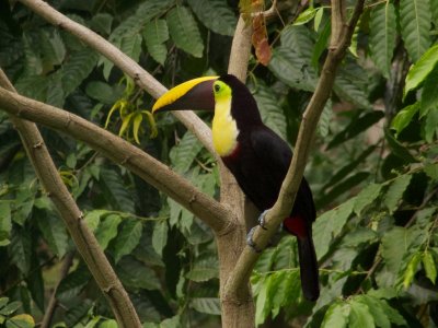 Chestnut-mandibled Toucan