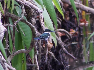 Green Kingfisher