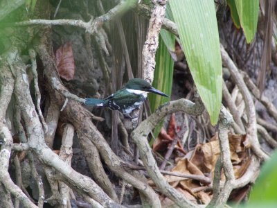 Green Kingfisher