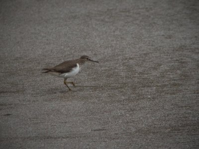 Spotted Sandpiper