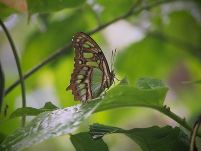 Malachite Butterfly