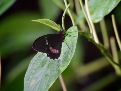 Pink Cattleheart Butterfly