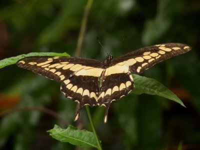 King Swallowtail or Thoas Swallowtail