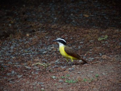 Great Kiskadee