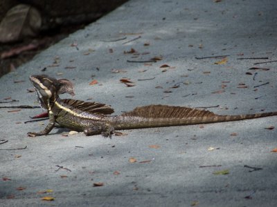 Common Basilisk