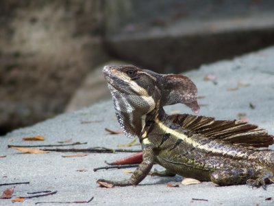Common Basilisk