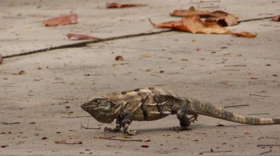 Black Iguana