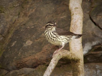 Northern Waterthrush
